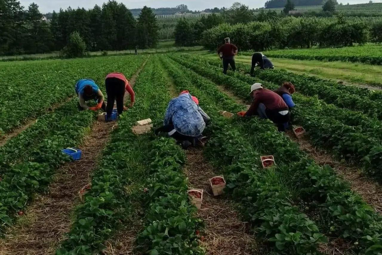 Финское клубничное рабство: как я решилась поехать на сбор клубники в Европу - отзыв туриста