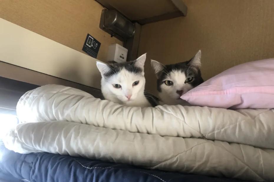 Роды в вагоне поезда: верхние пассажиры не спустились, а нервный мужчина требовал вызвать полицию - поездка, которую запомню на всю жизнь