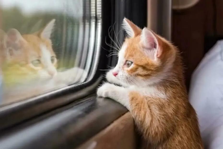 Пассажир потребовал, чтобы я выгнала бабушку с котом, потому что у него &laquo;аллергия на нищету&raquo;. Пришлось звать начальника поезда