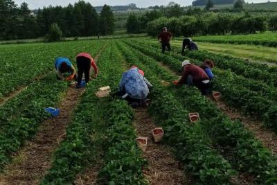 Финское клубничное &laquo;рабство&raquo;: как я решилась поехать на сбор клубники в Европу - сколько удалось заработать