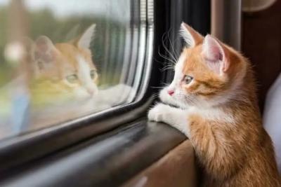 Не купе, а настоящий зверинец: пассажир РЖД испытал все &laquo;радости&raquo; поездки с чужим зверьем - тут тебе и котик, и песик, и попугай