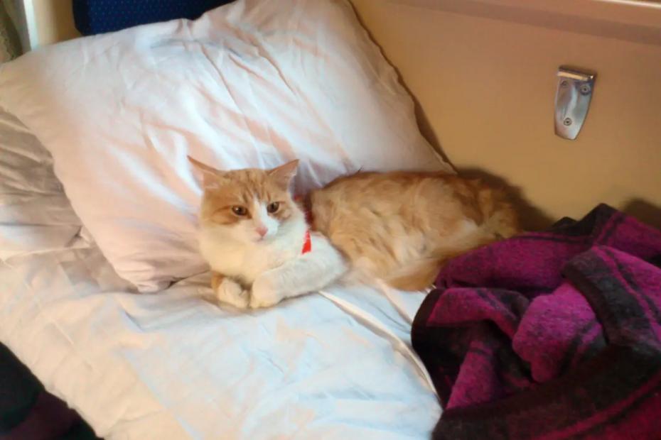 Лотерея судьбы: Как кот помог поменять верхнюю полку в плацкарте