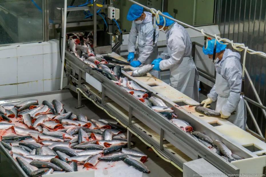 Узнал про зарплаты на вахте рыбзавода Камчатки и обомлел: вот реальные цифры за 2 месяца - выкладываю всё как есть, без прикрас