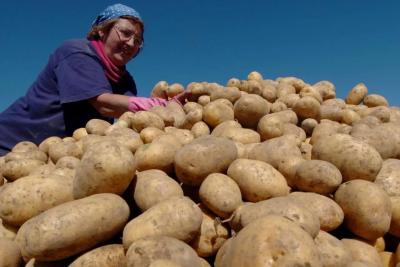По 600-700 кг картошки с сотки - каждая размером с арбуз: рыбешку в лунку и завалило урожаем