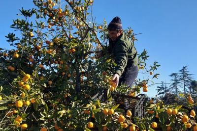 &laquo;Оставлю гнить на ветке, но в Россию не продам&raquo;: хозяин мандариновых плантаций в Абхазии объяснил, почему так делает