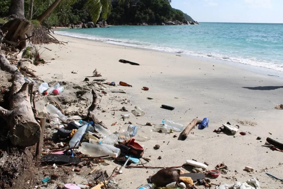 Грязное море, бродячие собаки и мусор: туристы из России поделились отзывом о популярном курорте