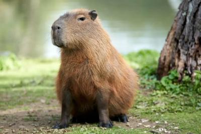 Узнайте, какое вы дикое животное по знаку зодиака - увлекательный тест