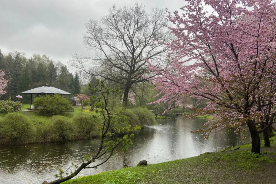 Япония отдыхает: 4 города России, в которых цветение сакуры выглядит как открытка