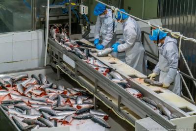 Узнал про зарплаты на вахте рыбзавода Камчатки и обомлел: вот реальные цифры за 2 месяца - выкладываю всё как есть, без прикрас