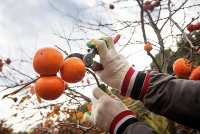 Побывала на сборе мандаринов и хурмы в Абхазии - честно рассказываю, сколько заплатили. Стоит ли ехать?