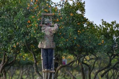 &laquo;Лучше сгниют на ветке&raquo;: владелец сада в Абхазии объяснил, почему качественные мандарины не везут в Россию