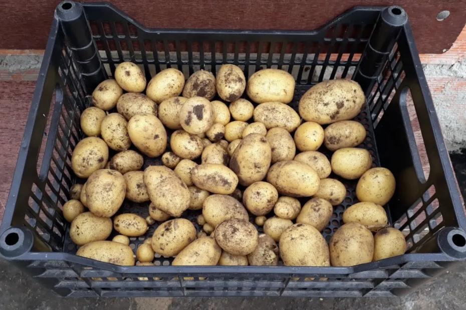 Ни заморозки, ни дожди не страшны: 6 ранних сортов картофеля, которые не подведут