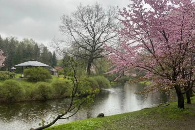 Города России в которых можно полюбоваться цветением сакуры - и никаких заграниц не нужно