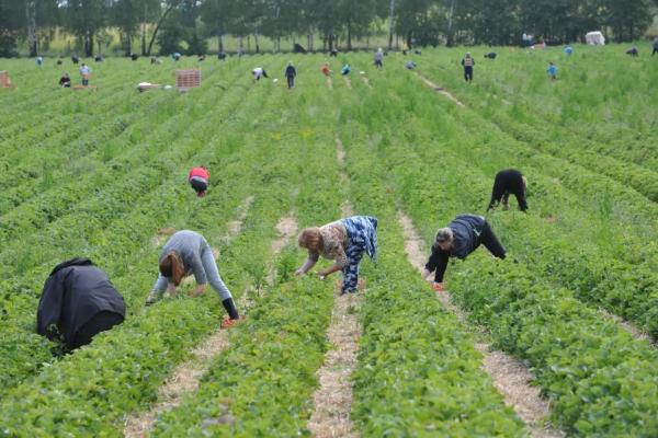 Финское &laquo;клубничное рабство&raquo;: как я решилась поехать на сбор клубники в Европу - честный отзыв туриста