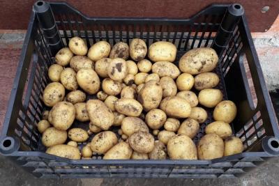 Ни заморозки, ни дожди не страшны: 6 ранних сортов картофеля, которые не подведут