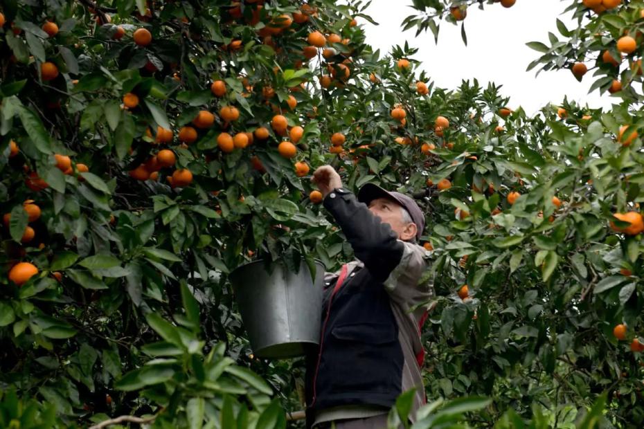 &laquo;Лучше сгниют на ветке&raquo;: владелец сада в Абхазии объяснил, почему качественные мандарины не везут в Россию