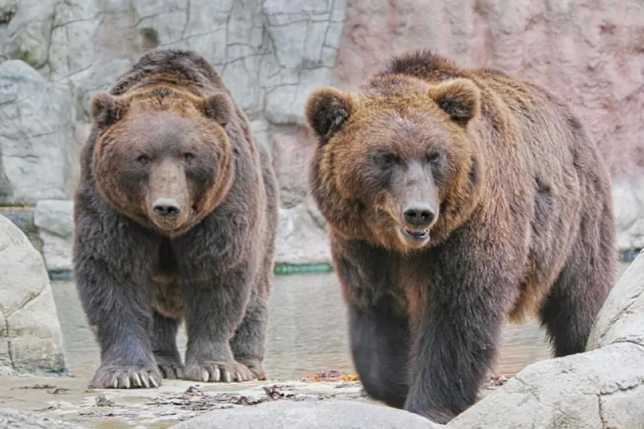 Бурые медведи Ляля и Балу вышли из спячки