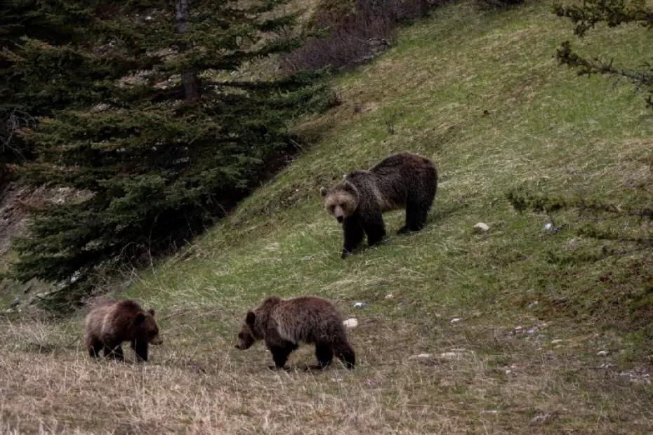 Фотоаппараты спасли сотрудников нацпарка при встрече с медведями Фотоаппараты спасли сотрудников нацпарка при встрече с медведями