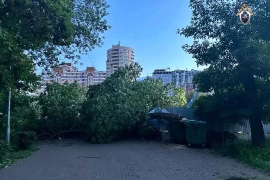 В Самаре 5 июня на женщину с коляской упало дерево В Самаре 5 июня на женщину с коляской упало дерево