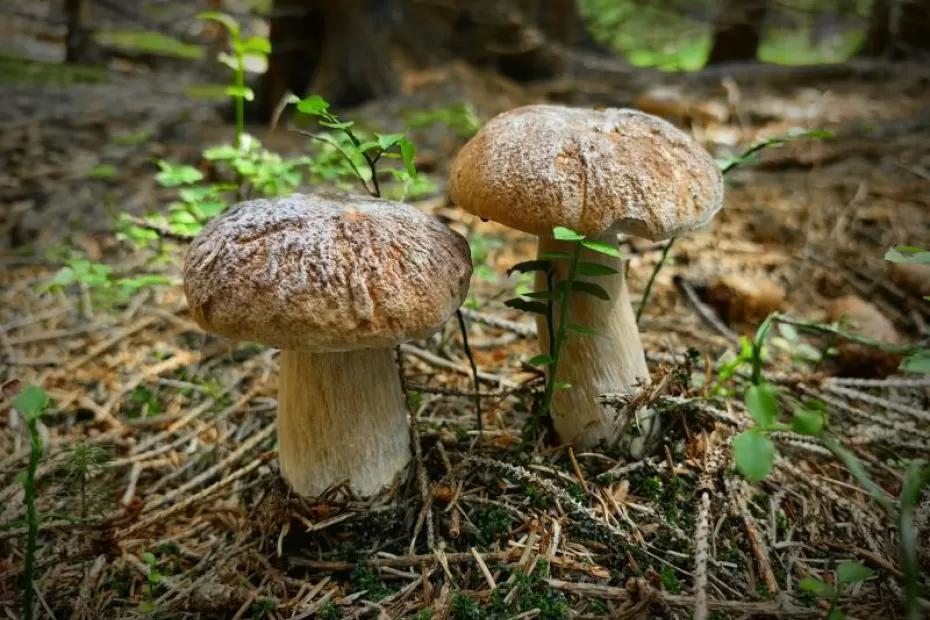 Погода на 4 сентября 2025 года: народные приметы и прогноз синоптиков