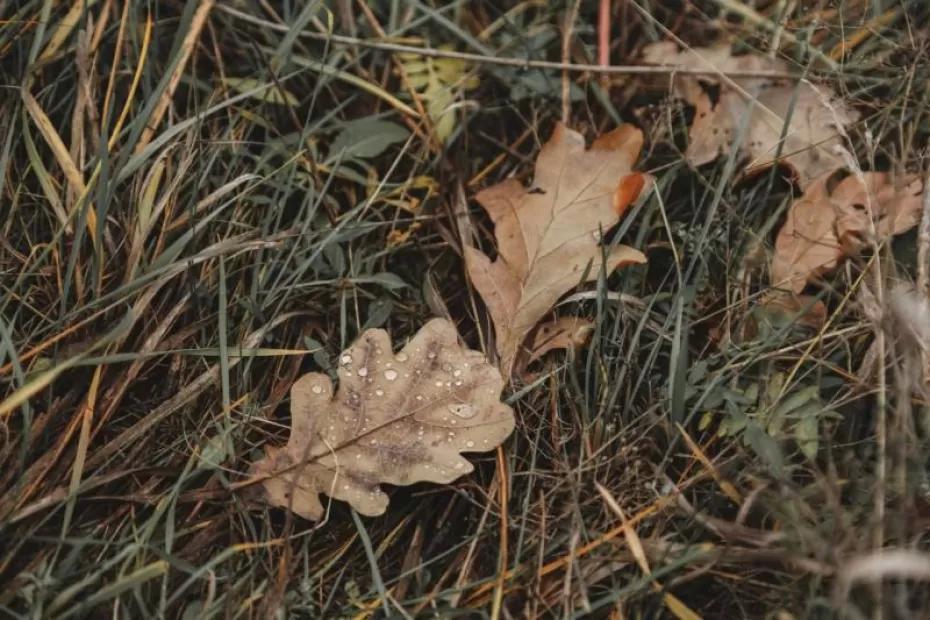 Погода на 7 сентября 2025 года: народные приметы и прогноз синоптиков