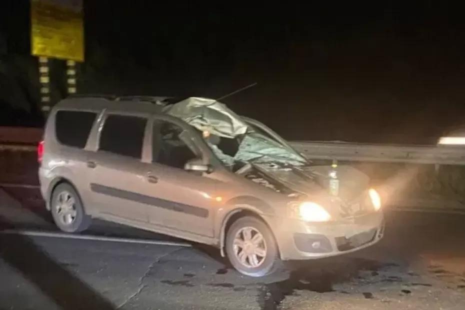 В Самарской области лось выбежал на трассу и попал под колеса «Ларгуса»