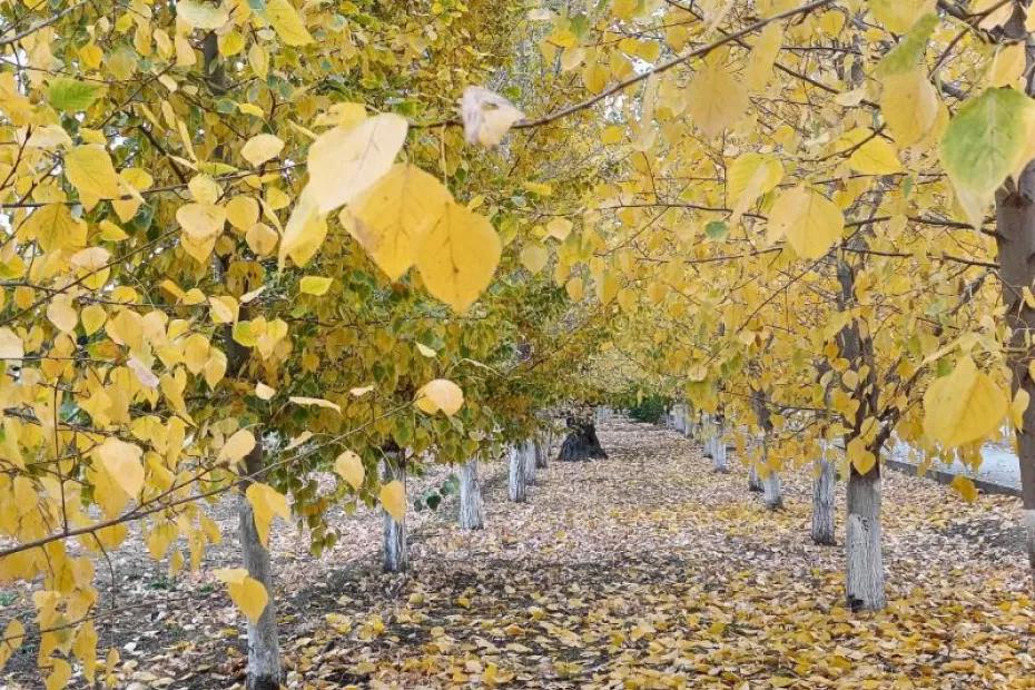В Самарской области конец сентября будет влажным, но теплым