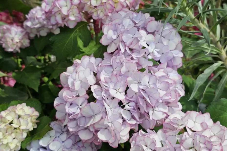 Поврежденные гортензии на улице Ленинградской восстановили