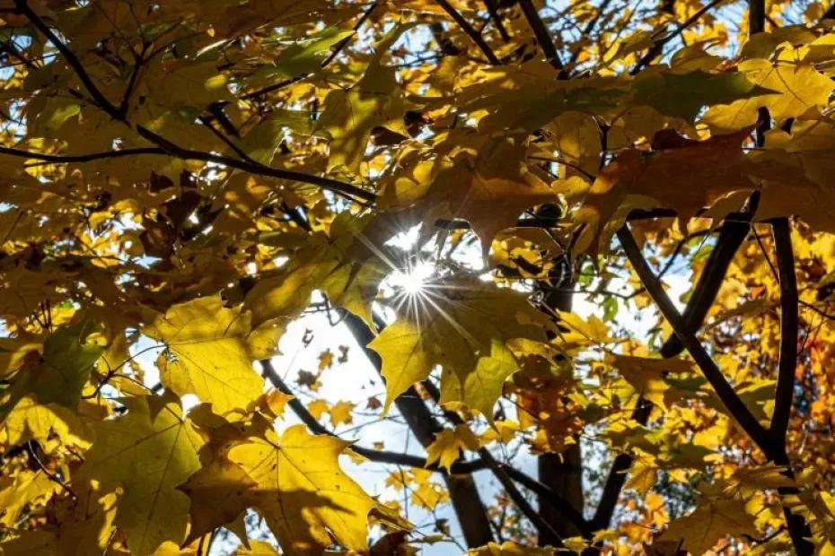 В Самарской области 1 октября будет солнечно