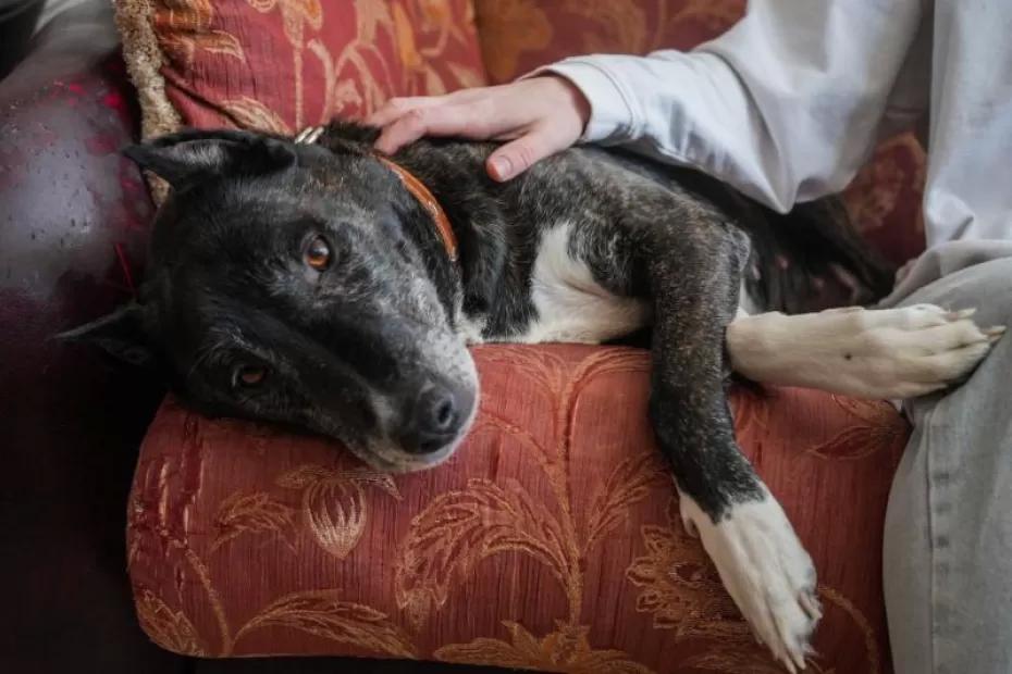 Роспотребнадзор: прививать следует всех кошек и собак