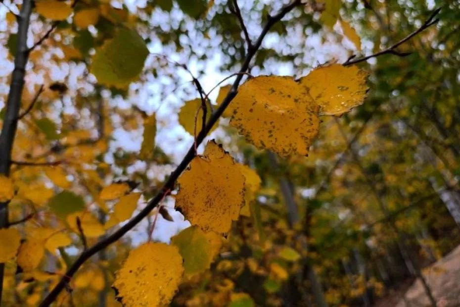 Погода на 9 октября 2025 года: народные приметы и прогноз синоптиков