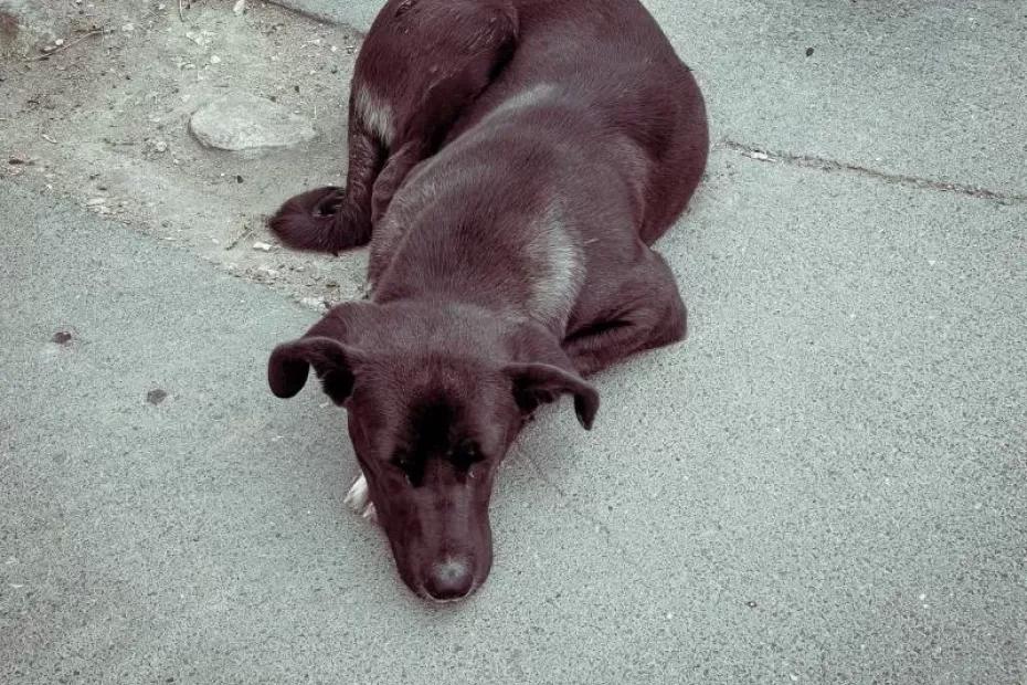 В Самаре отловили более 3,3 тыс. бездомных собак с начала года