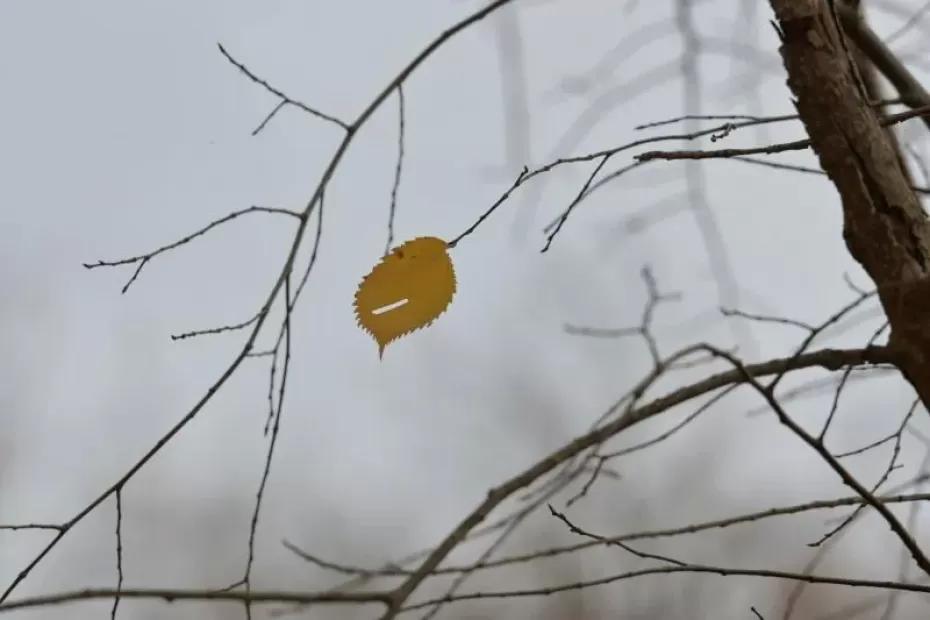 Самарская область 12 октября оказалась во власти тумана