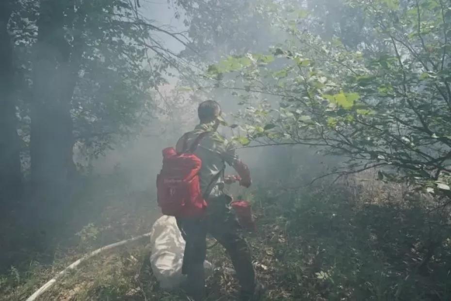 В Волжском лесничестве 12 октября вспыхнули два пожара - появились подробности