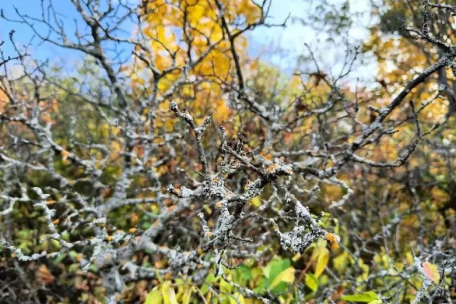 В Самарской области 13 октября появится солнце и пройдет дождь