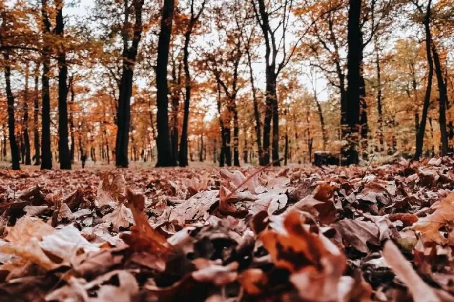 В Самарской области 16 октября сохранятся температурные перепады