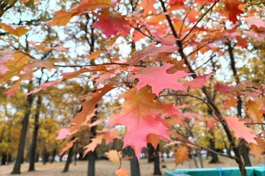 Народные приметы на 20 октября 2025 года: что нельзя делать в этот день