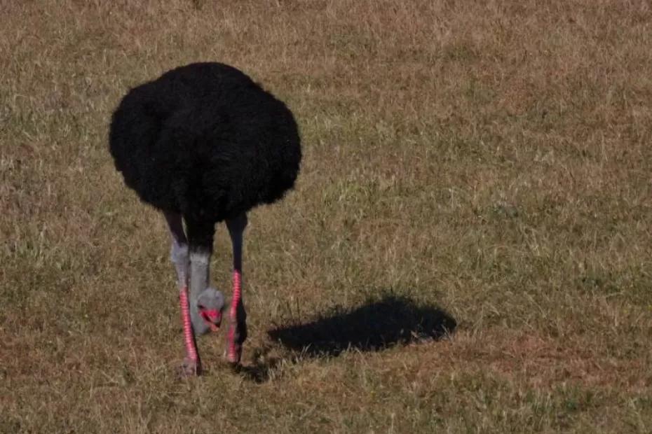 Бывший учитель из Самарской области развивает агротуризм с помощью черных страусов
