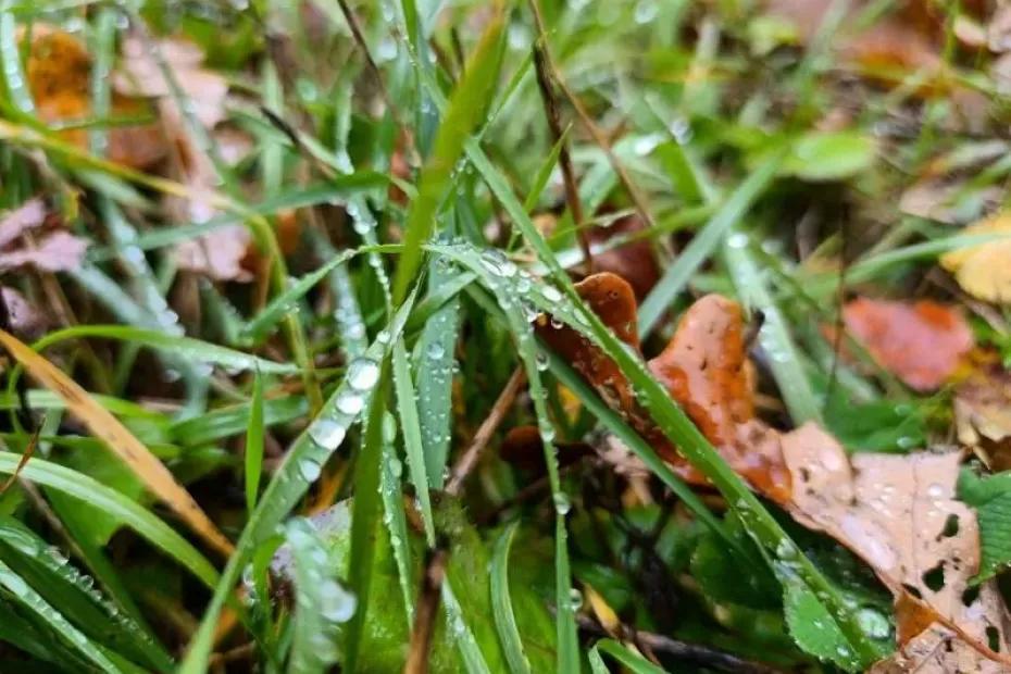 В Самарской области 27 октября будет лить дождь