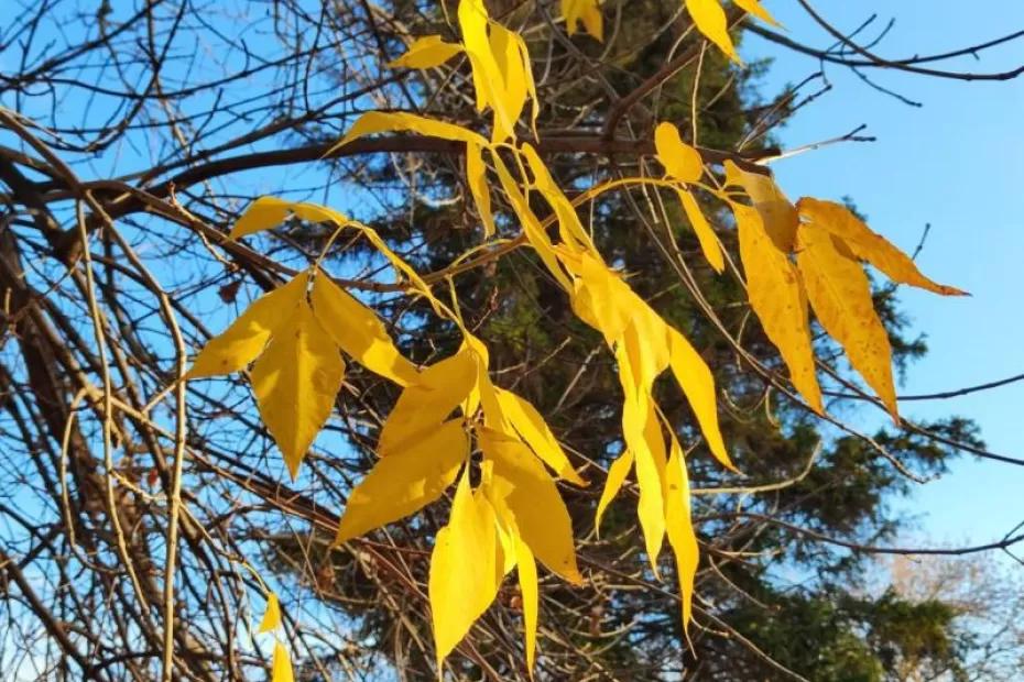 Синоптики рассказали, какая погода ожидается в ноябре в Самарской области