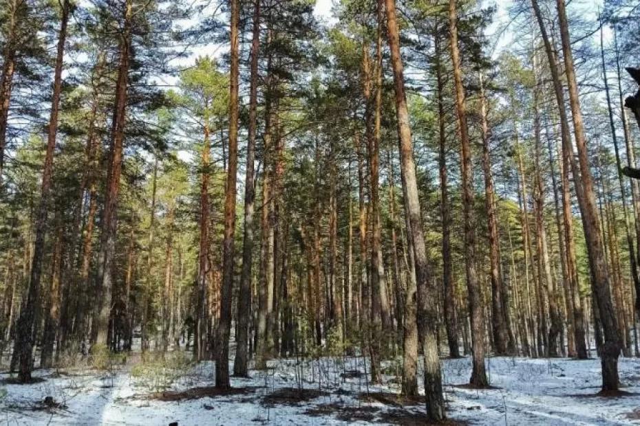 Активные поиски семьи Усольцевых продолжатся ближе к лету