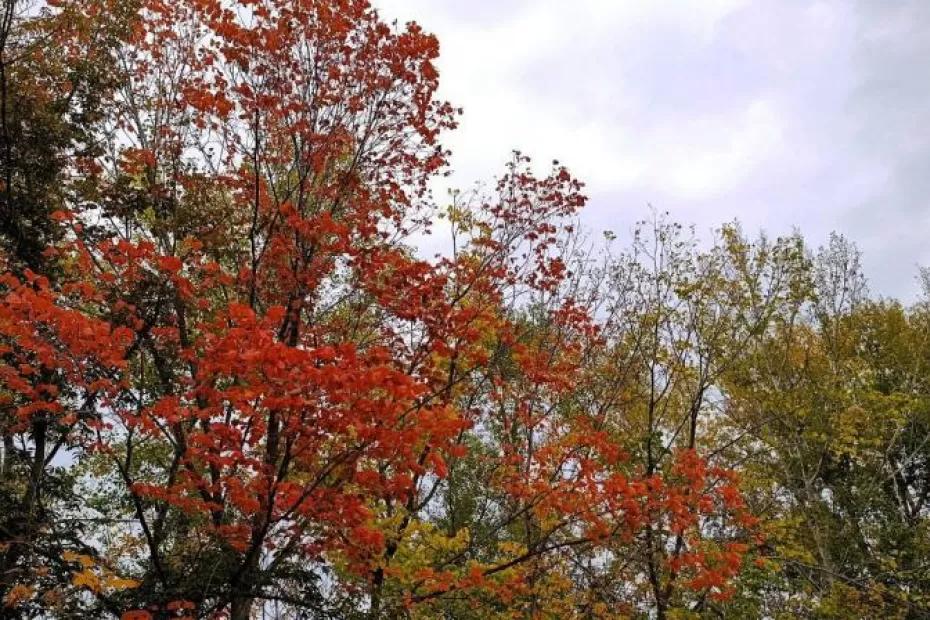 Россияне выбрали имя детенышу орангутана, родившемуся в зоопарке