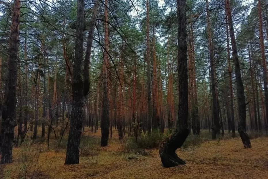 Река унесла старую баню и избу 80-летней отшельницы