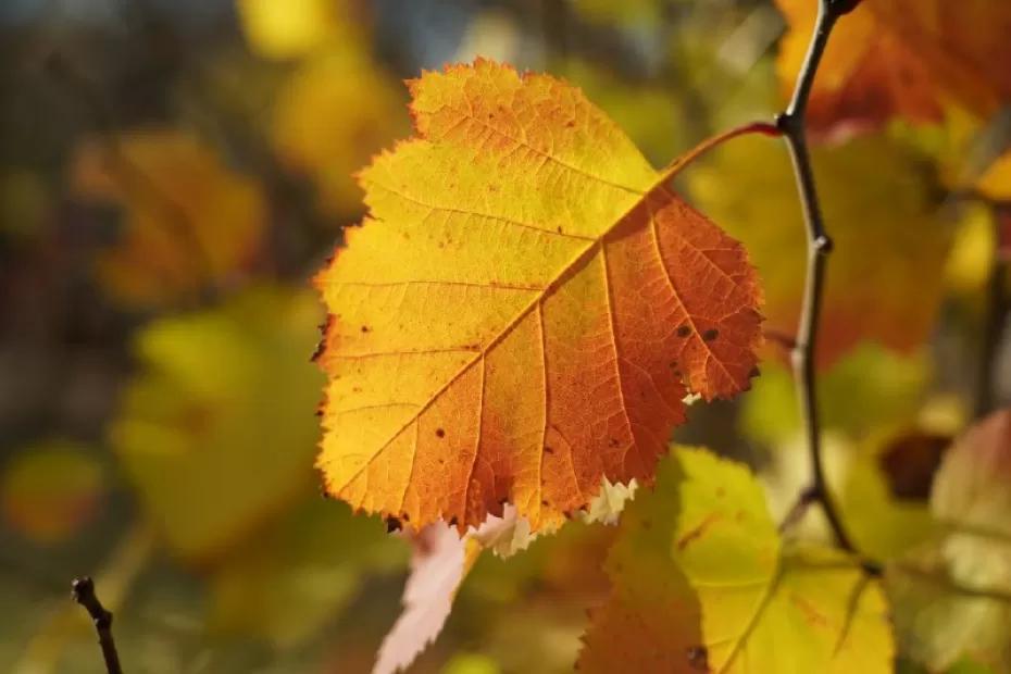 Народные приметы на 11 ноября 2025 года: что нельзя делать в этот день