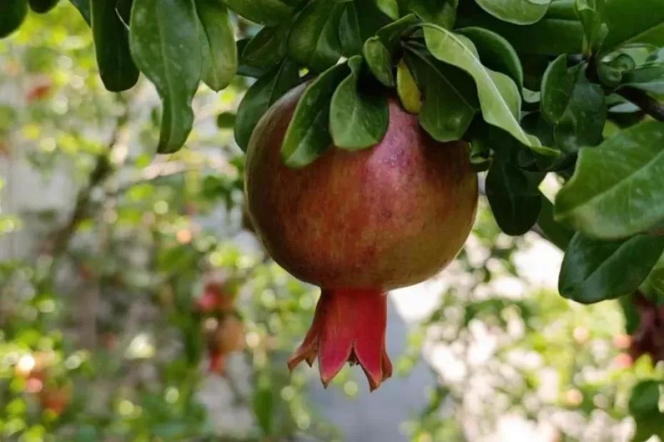 Стало известно, какие фрукты стоит есть в ноябре