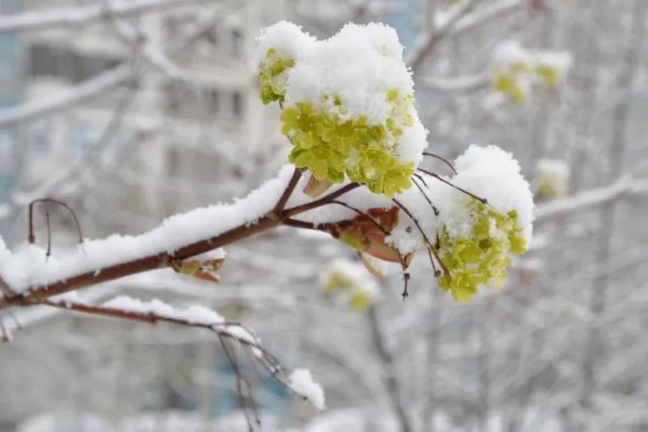 Вильфанд: предстоящей зимой возможны частые оттепели