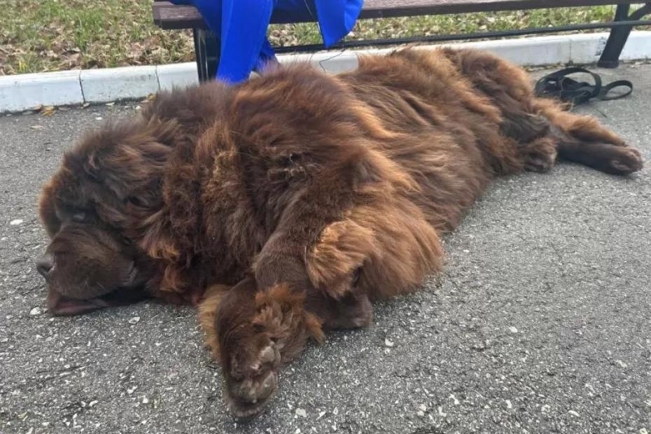 Почему нельзя отпускать питомца гулять одного: ответ экспертов