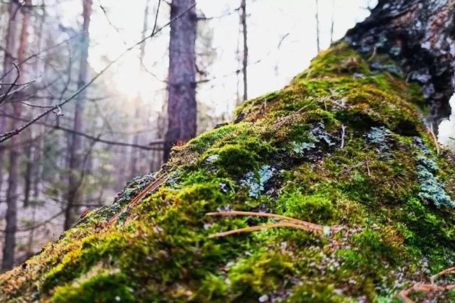 В Самарской области 19 ноября снова будет тепло, но дождливо