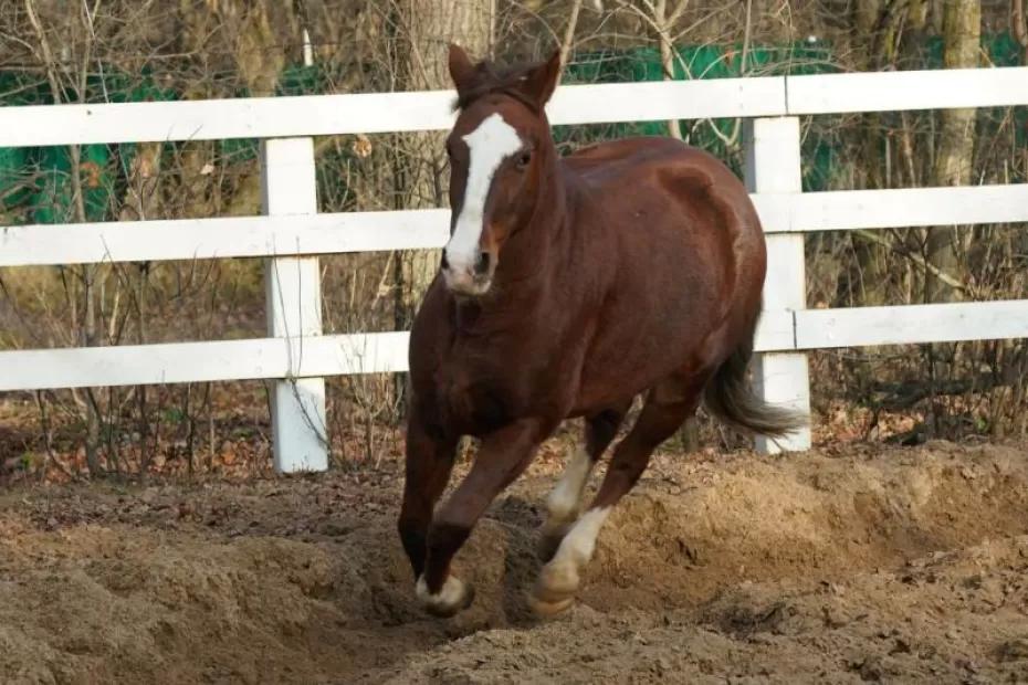Россиянам объяснили, что такое ипповенция и зачем она нужна