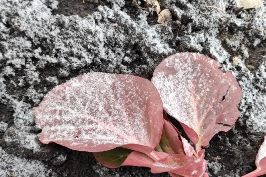 В Самарской области 30 ноября будут дождь и туман